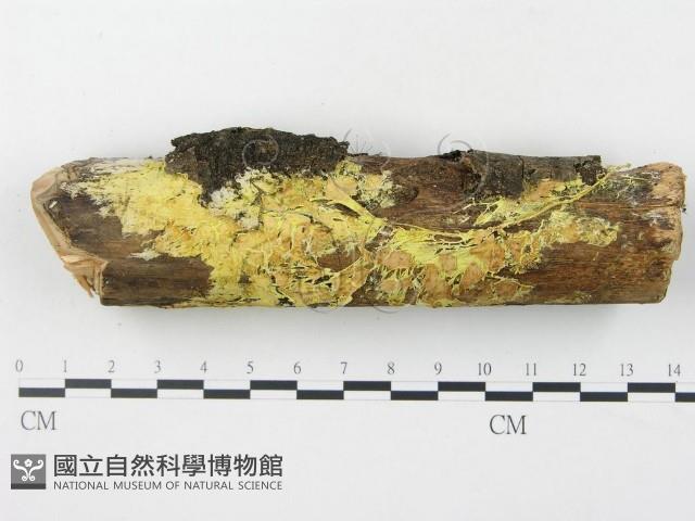 登錄號:F0017941藏品圖，第1張