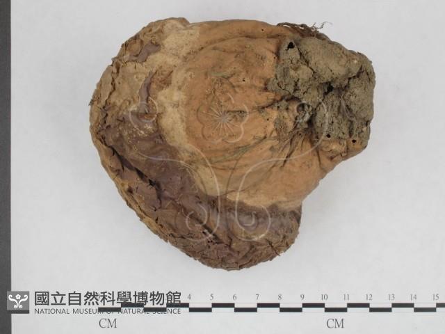 紫色禿馬勃藏品圖，第1張