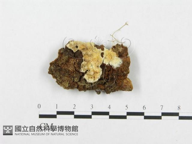 登錄號:F0005941藏品圖，第1張