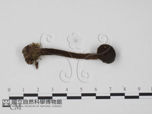 登錄號:F0015941藏品圖，第1張
