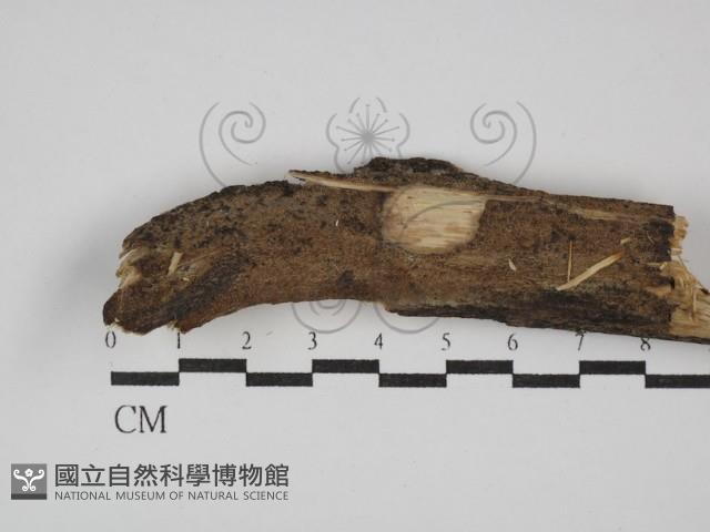 射脈菌屬藏品圖，第1張