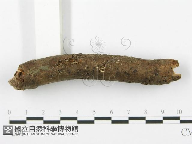 登錄號:F0009941藏品圖，第1張