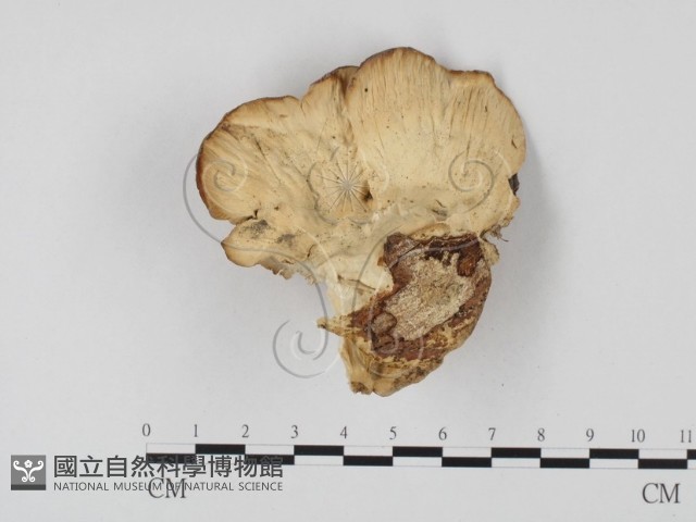 登錄號:F0023941藏品圖，第1張