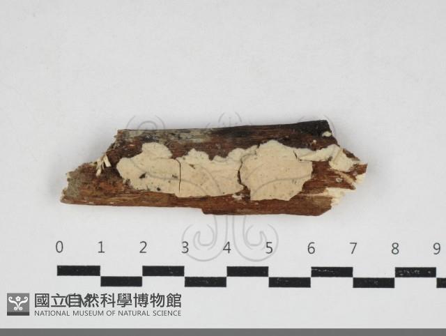 登錄號:F0033941藏品圖，第1張