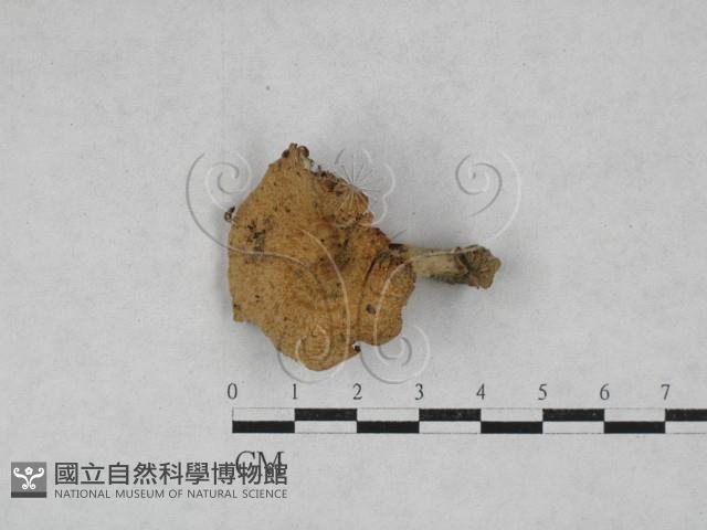 乳菇屬藏品圖，第1張