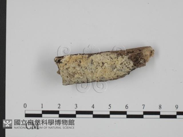 登錄號:F0008641藏品圖，第1張
