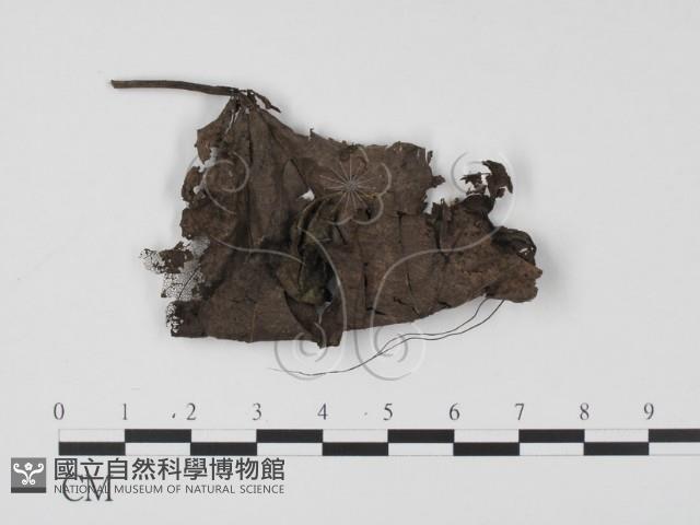 登錄號:F0018641藏品圖，第1張