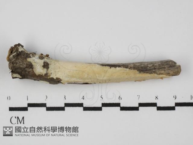登錄號:F0031641藏品圖，第1張