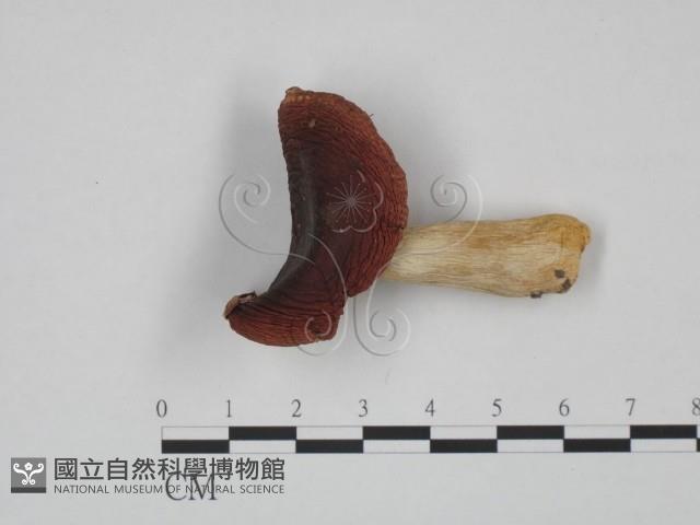 登錄號:F0024641藏品圖，第1張