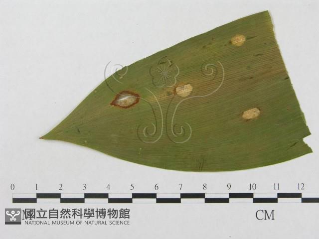 登錄號:F0004641藏品圖，第1張