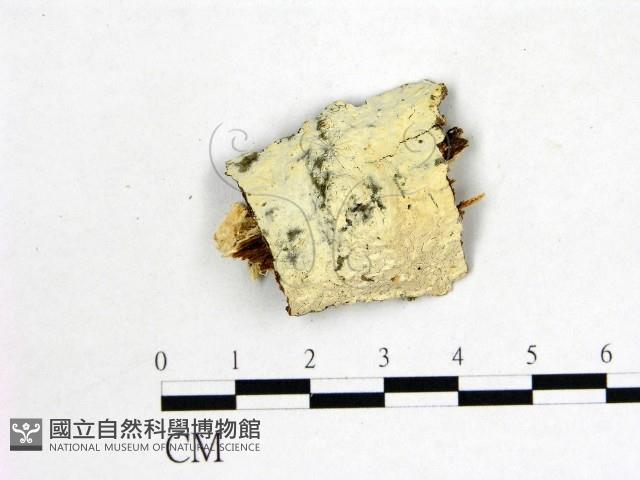 冇骨消絲齒菌藏品圖，第1張