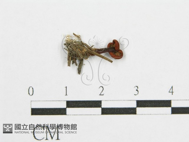 登錄號:F0002641藏品圖，第1張