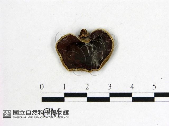 毛木耳藏品圖，第1張