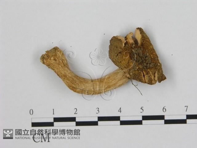 小皮傘屬藏品圖，第1張