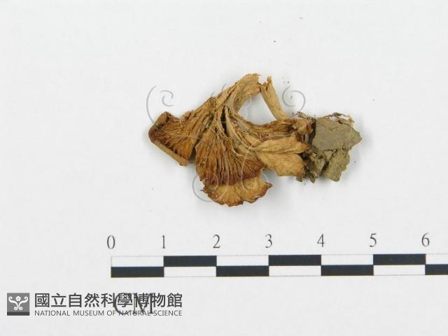 登錄號:F0015641藏品圖，第1張
