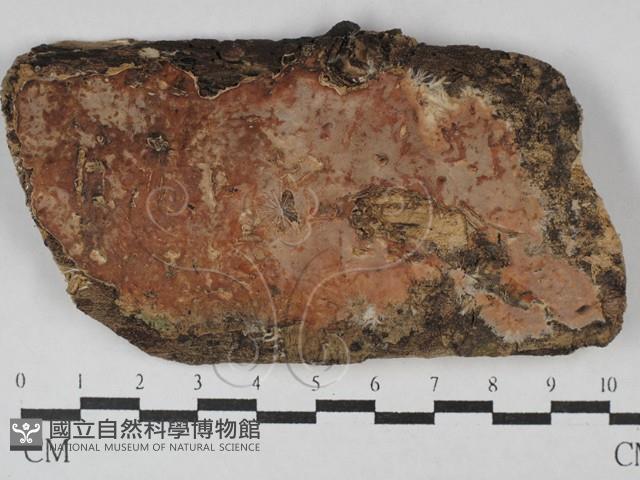 筍殼菌屬藏品圖，第1張