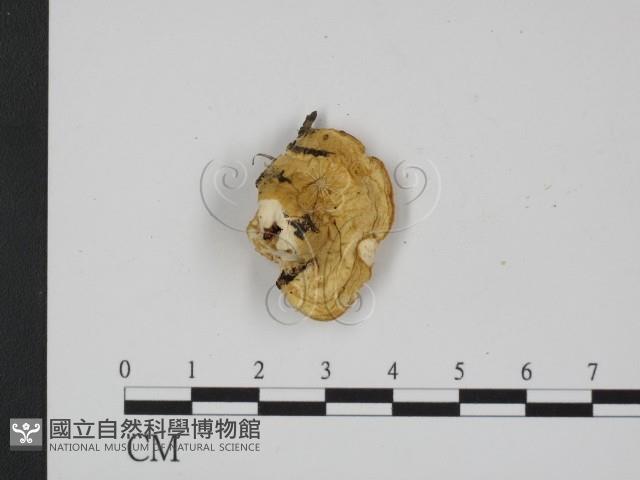 登錄號:F0009641藏品圖，第1張