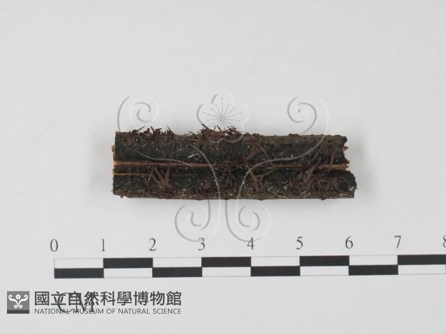 登錄號:F0019641藏品圖，第1張