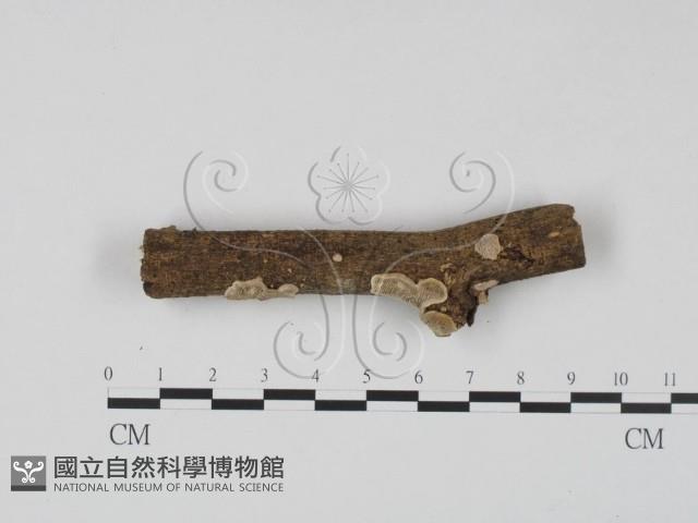 登錄號:F0023641藏品圖，第1張