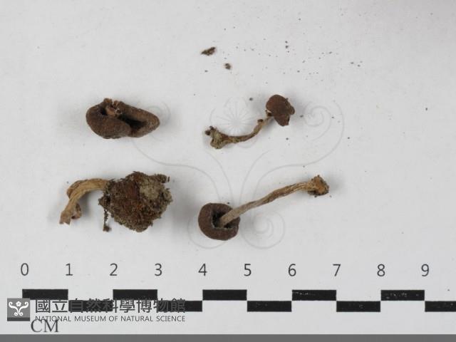 登錄號:F0033641藏品圖，第1張