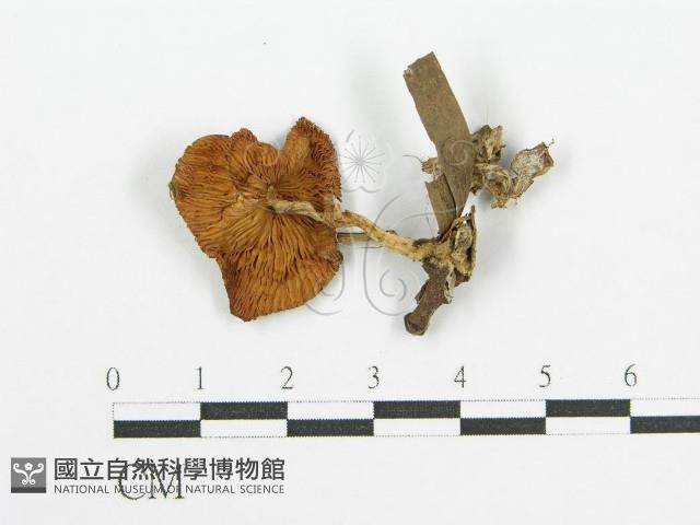 登錄號:F0008441藏品圖，第1張