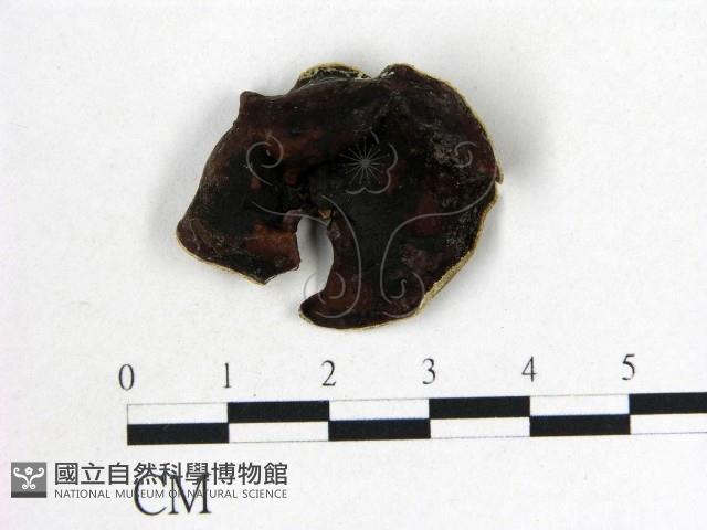 毛木耳藏品圖，第1張