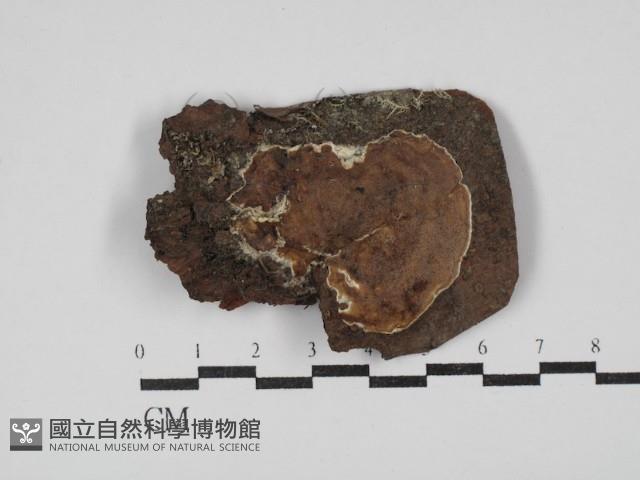 登錄號:F0030441藏品圖，第1張