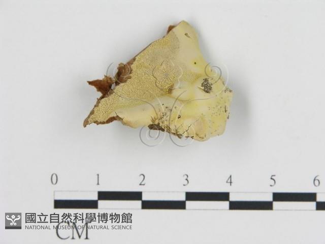 登錄號:F0006441藏品圖，第1張