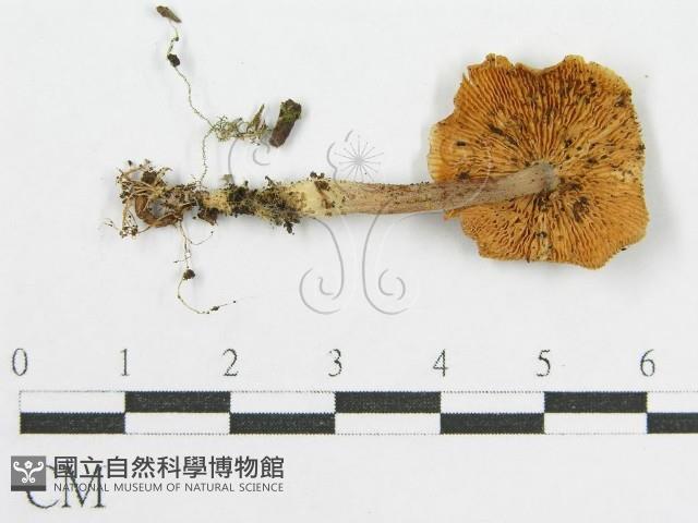 登錄號:F0016441藏品圖，第1張