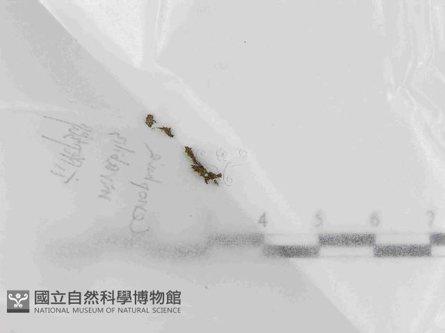 登錄號:F0021441藏品圖，第1張
