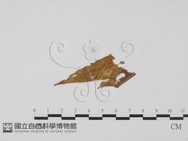 登錄號:F0011441藏品圖，第1張
