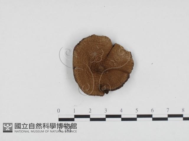 登錄號:F0024441藏品圖，第1張