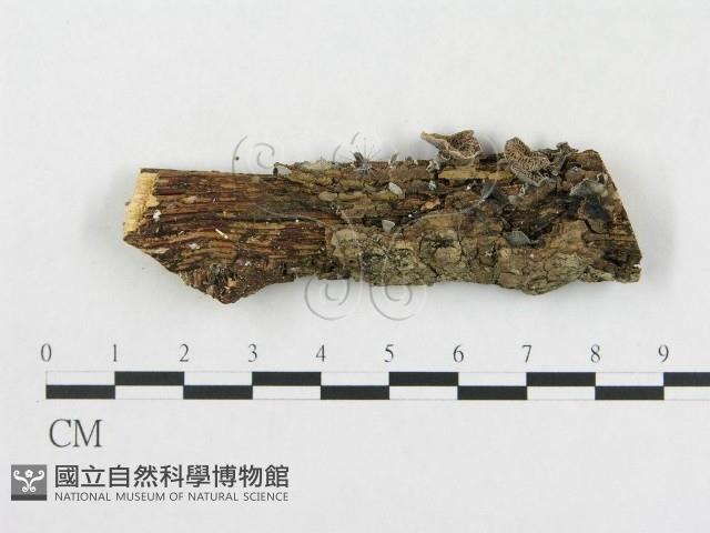 登錄號:F0004441藏品圖，第1張