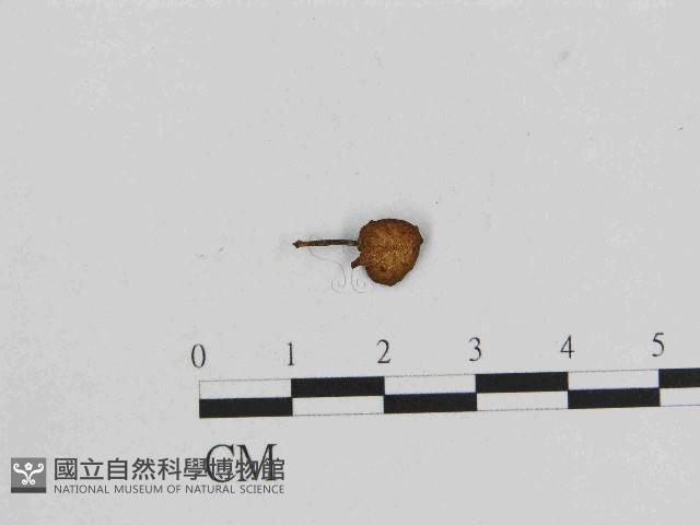 小菇屬藏品圖，第1張