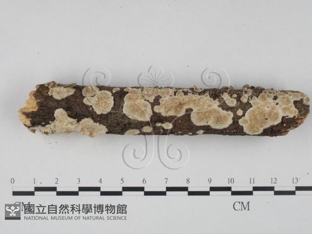 登錄號:F0022441藏品圖，第1張