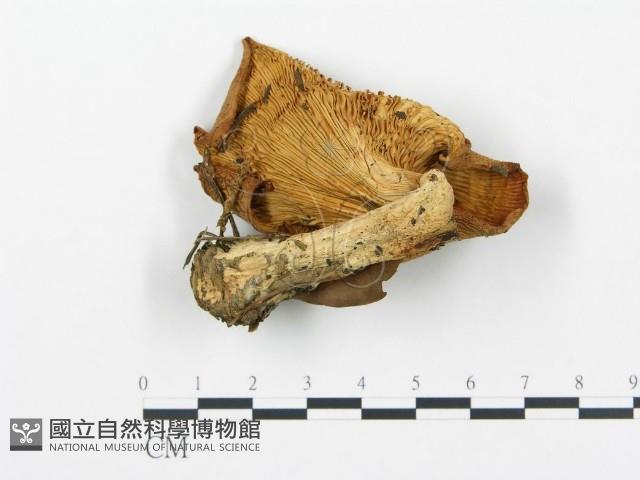 杯傘屬藏品圖，第1張