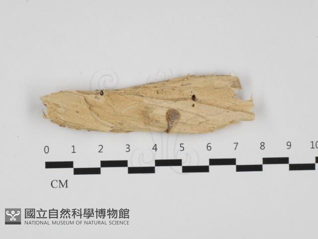 登錄號:F0032441藏品圖，第1張