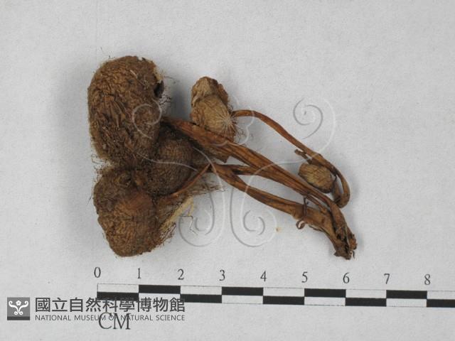 登錄號:F0027441藏品圖，第1張