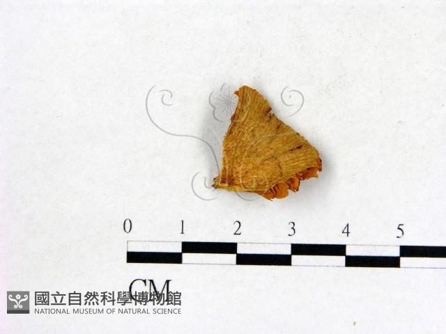 登錄號:F0007441藏品圖，第1張