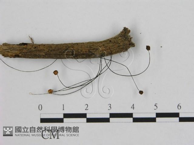 小皮傘屬藏品圖，第1張