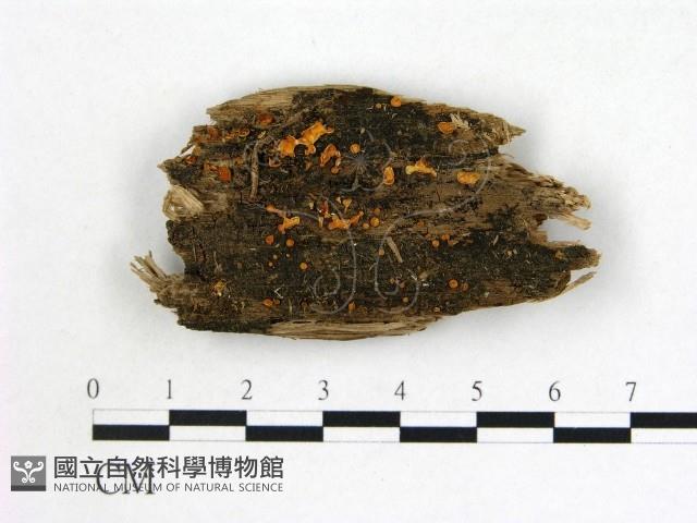 登錄號:F0015441藏品圖，第1張