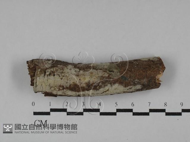 登錄號:F0029441藏品圖，第1張
