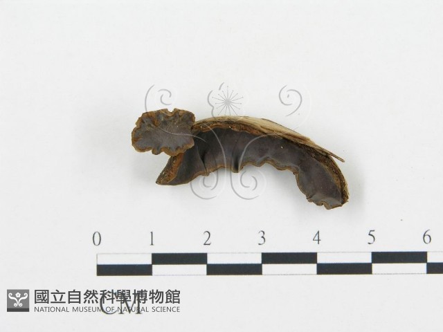 登錄號:F0009441藏品圖，第1張