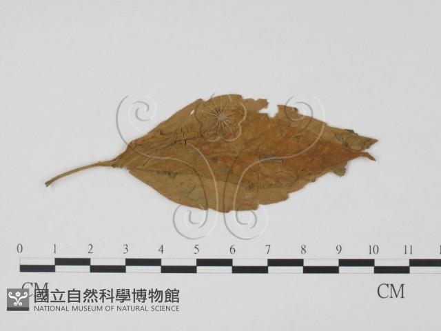 登錄號:F0019441藏品圖，第1張