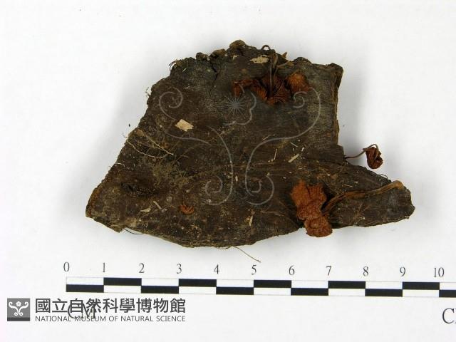 登錄號:F0023441藏品圖，第1張