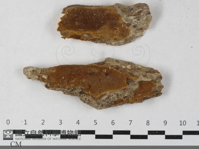 登錄號:F0033441藏品圖，第1張