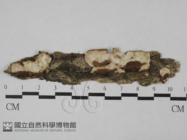 登錄號:F0028741藏品圖，第1張