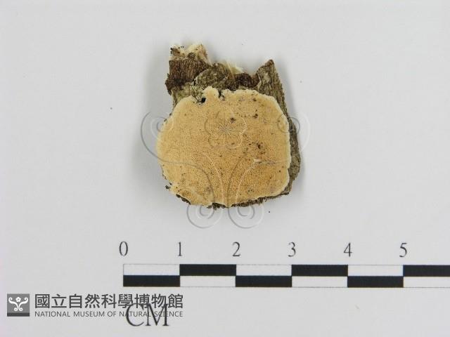 登錄號:F0008741藏品圖，第1張
