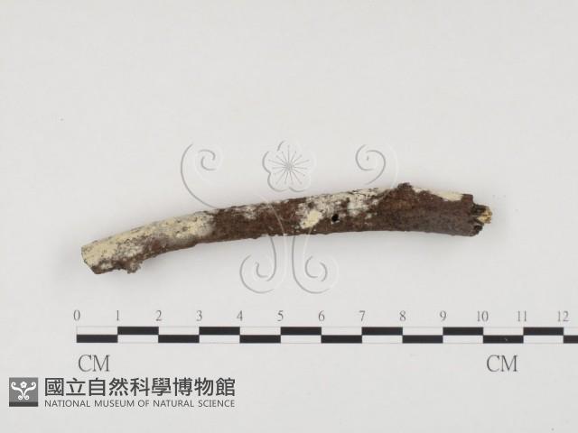 冇骨消絲齒菌藏品圖，第1張