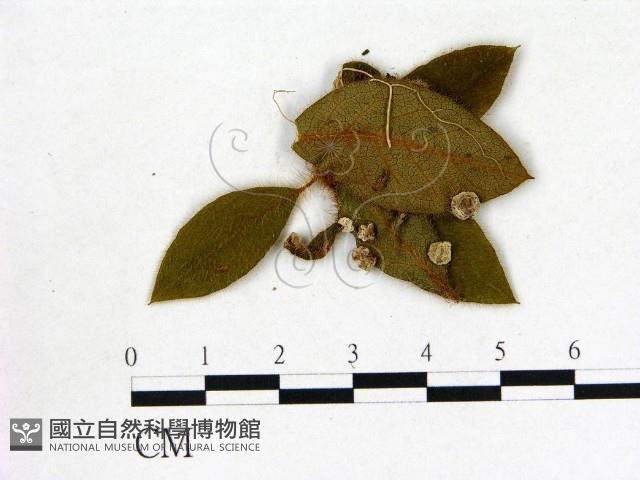 登錄號:F0020741藏品圖，第1張